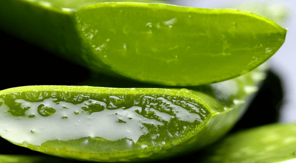 Vorteile von Aloe Vera