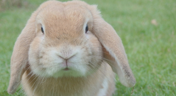 Die Bedeutung von tierversuchsfreier und veganer Kosmetik bei PERLENBUCHT